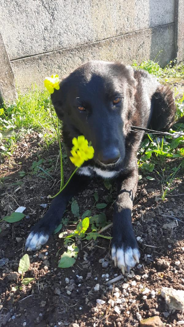 Dea simil pastore belga cerca casa Foto 2